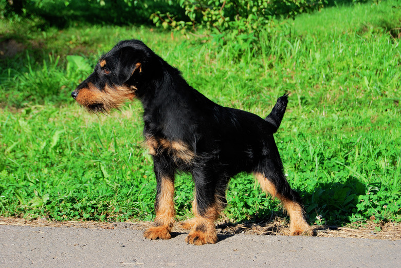 German hunting terrier