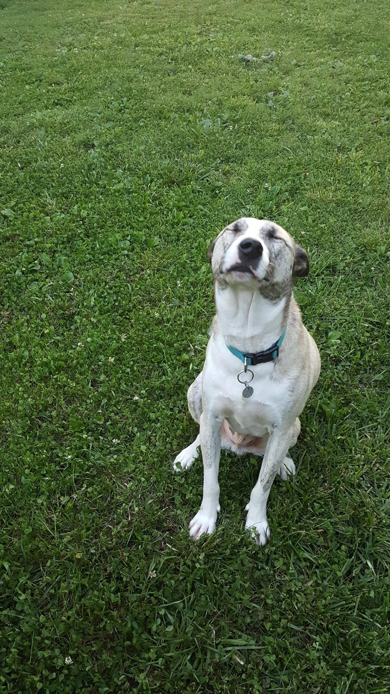 Dog sneezes while sitting on grass