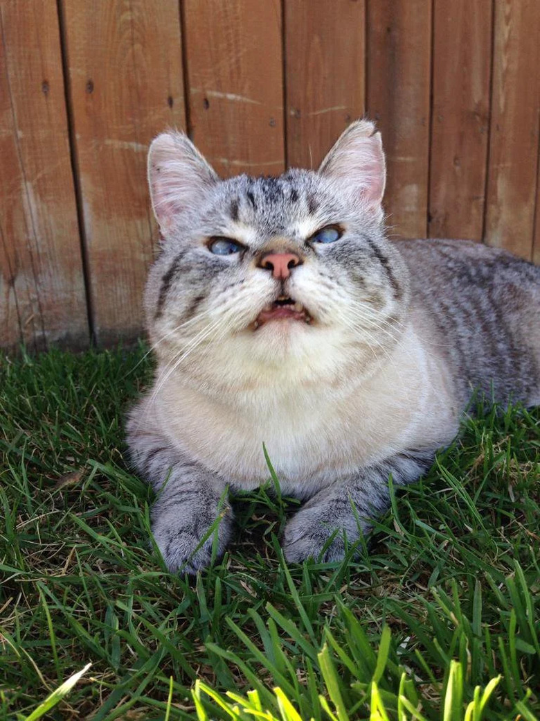 Cross-eyed cat sneezes while laying in grass