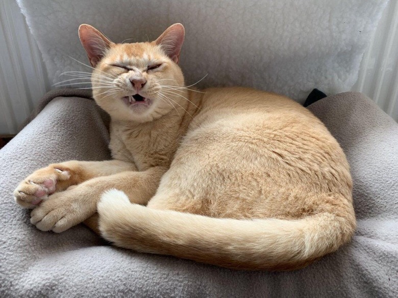 Cat sneezes while curled in cat bed