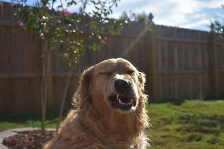 Dog sneezing on a beautiful day