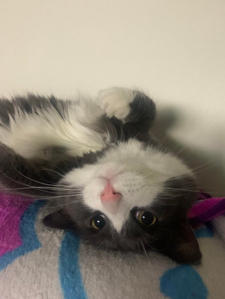 A cat with a pink nose is laying upside down.