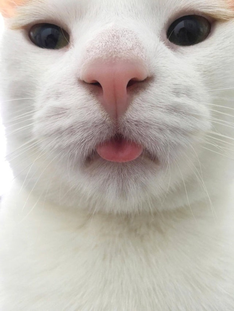 A closeup of a white cat sticking their tongue out.