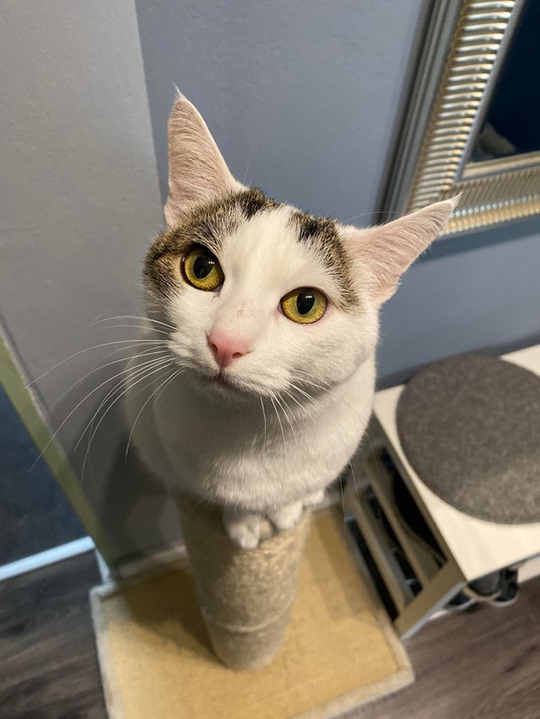 A cat with a pink nose is looking up at the camera.