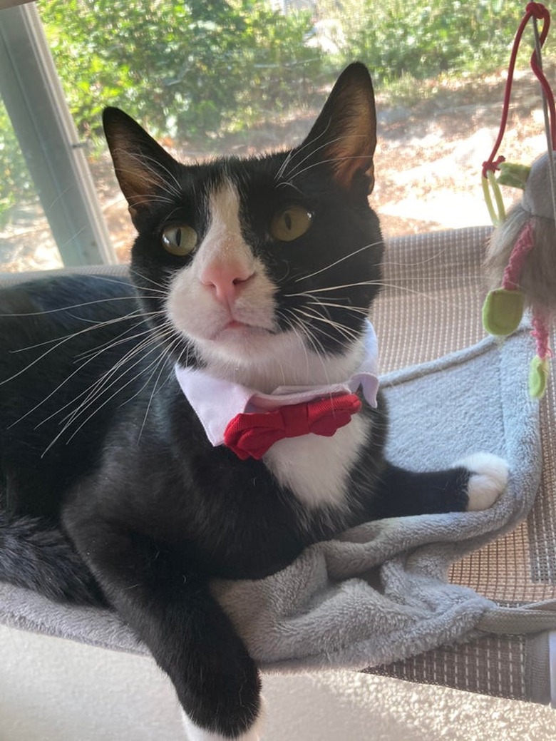 A tuxedo cat is wearing a red bowtie.