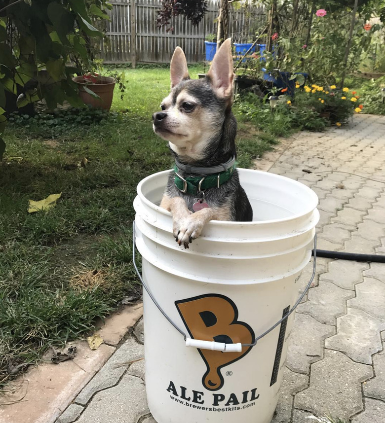 dog inside bucket.