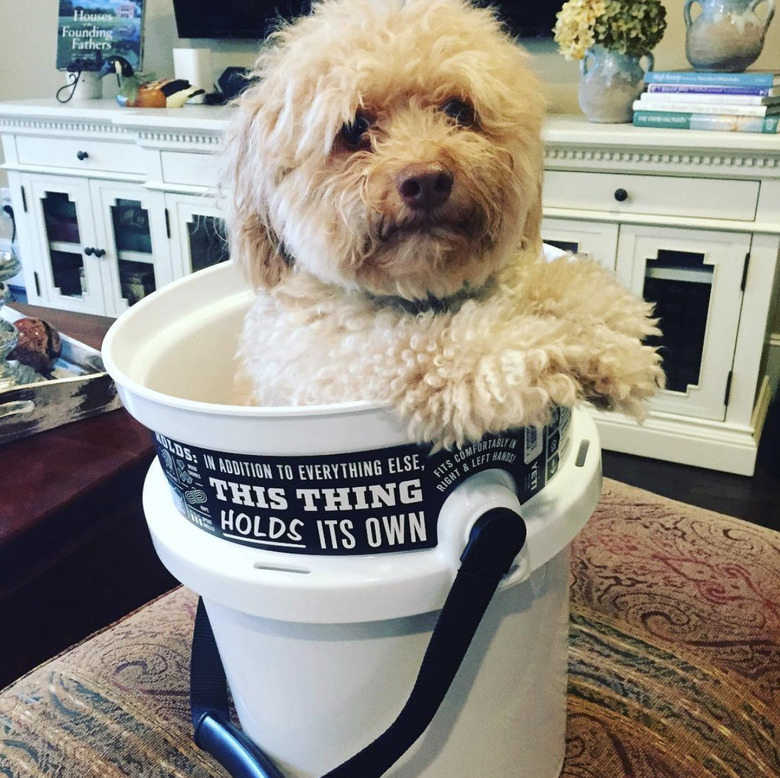 dog inside all purpose bucket.