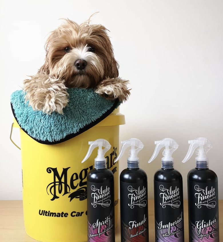 dog inside yellow bucket.