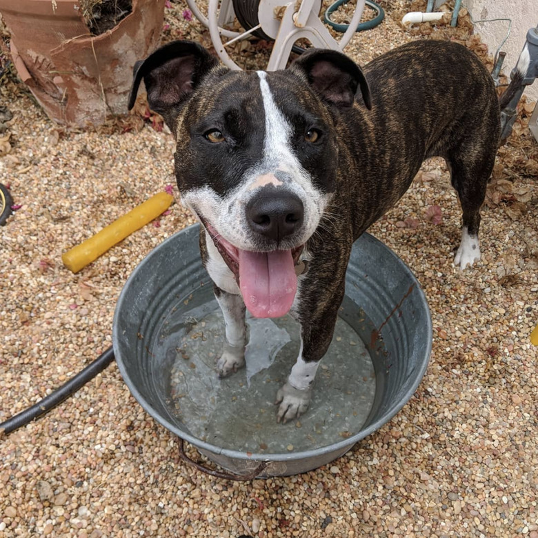 dog inside bucket.