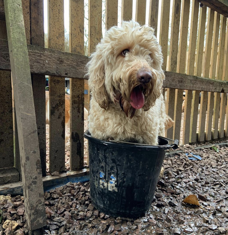 dog inside bucket.