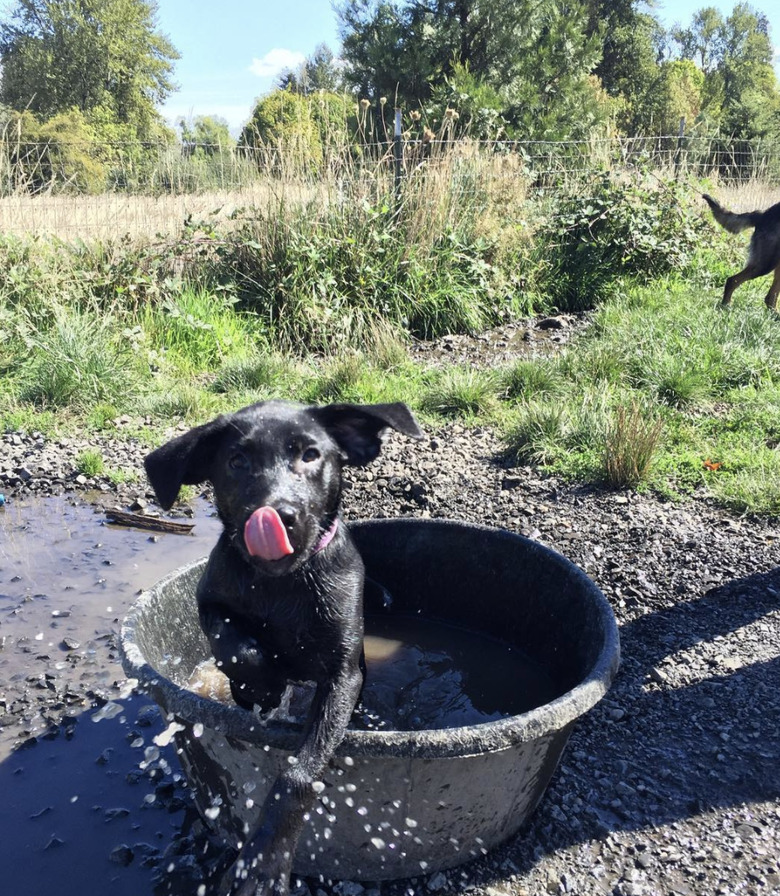 dog inside bucket.