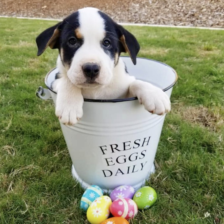 terrier mix puppy inside bucket that says, 