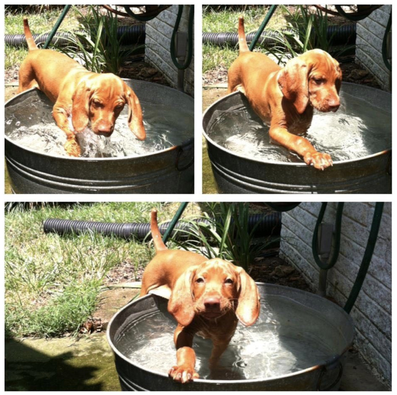 dog inside bucket.