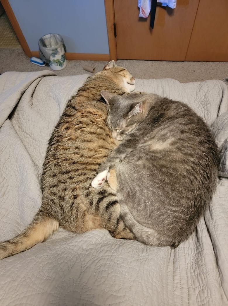 Two fluffy cats cuddling with each other on a bed.