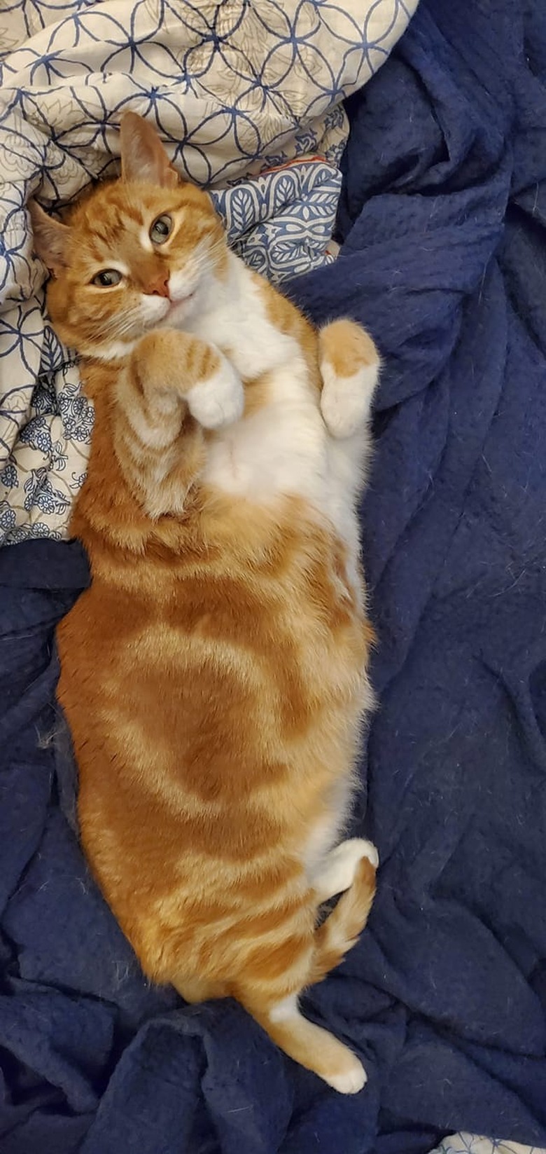 Fluffy orange cat holding paws in a cute position.