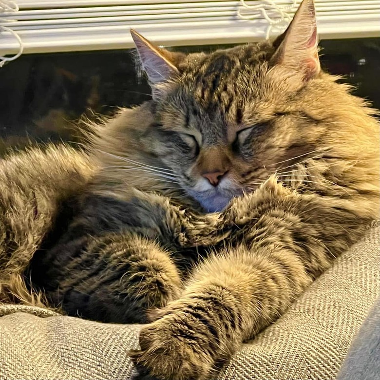 Fluffy Maine coon cat has their eyes closed.