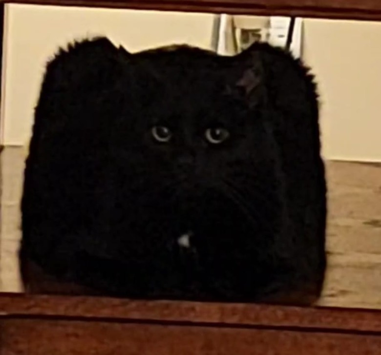 Big fluffy black cat looks as though they have 