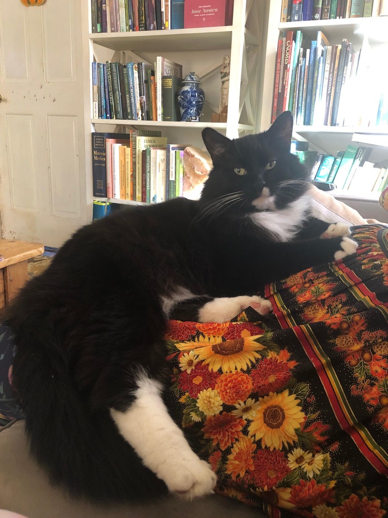 Fluffy black and white tuxedo cat resting on a couch.