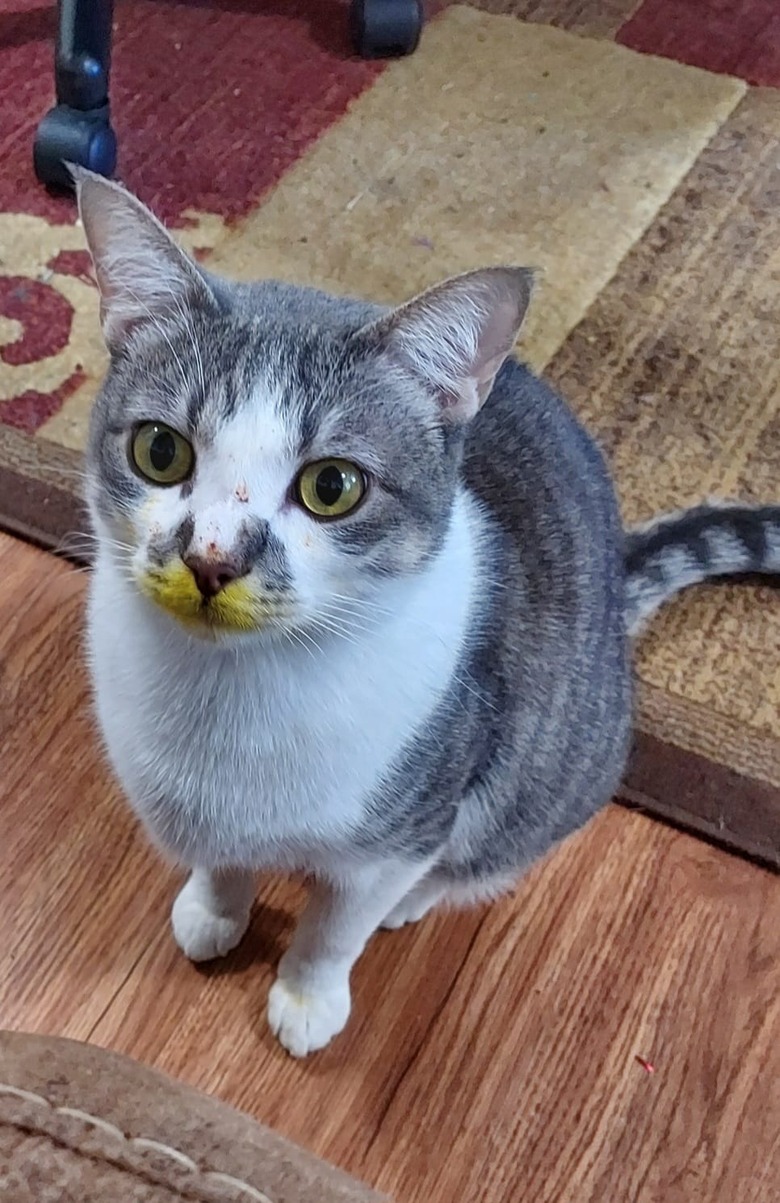 Cat gets yellow nose after eating unattended soup.