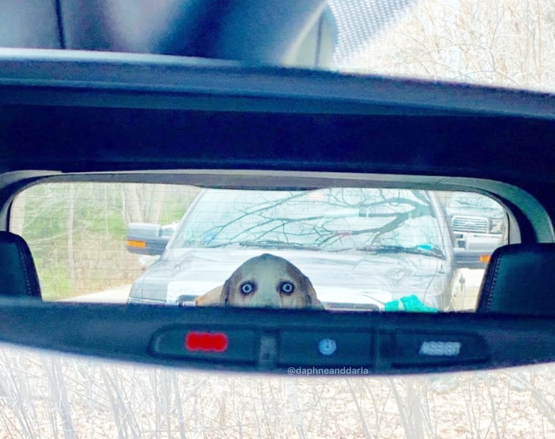 dog resembles the scary nun from the Conjuring