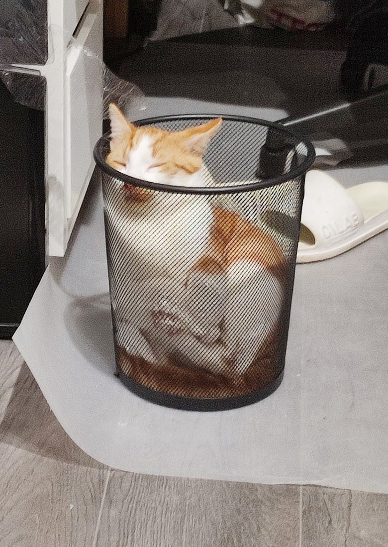 cat sleeping in trash can