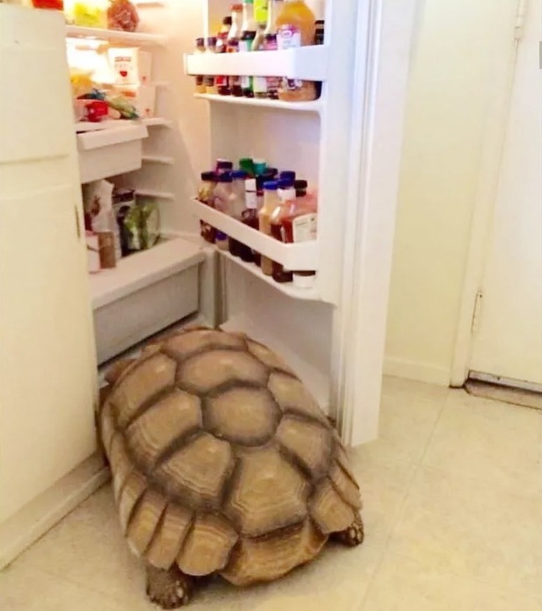 turtle trying to open refrigerator