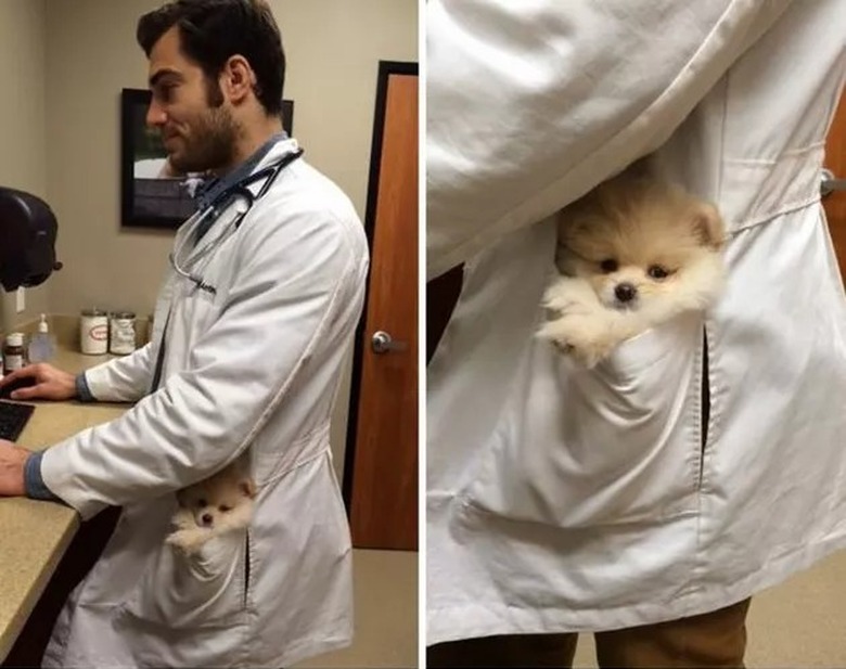 veterinarian holds puppy in pocket of lab coat