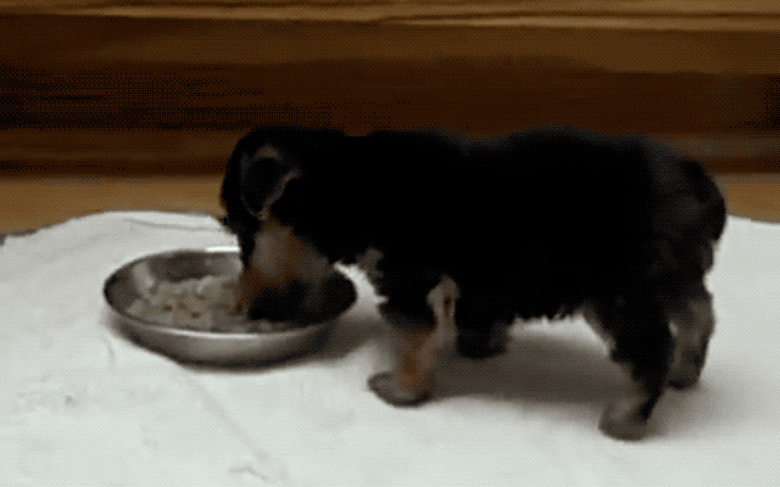 puppy farts while eating