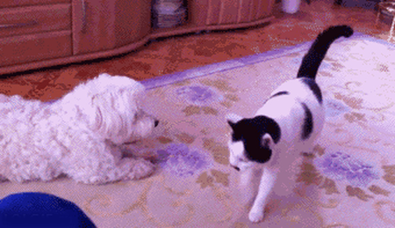 cat farts on dog