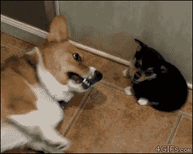 corgi farts on second corgi