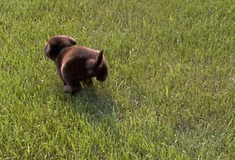 Puppy jumping around