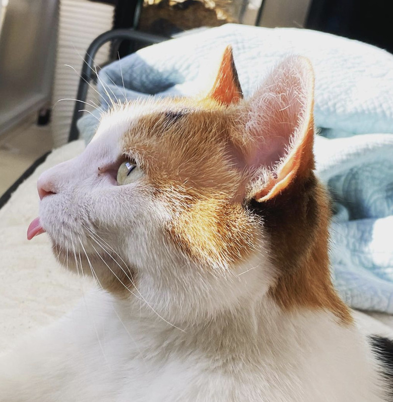 A calico cat's profile with their tongue out.