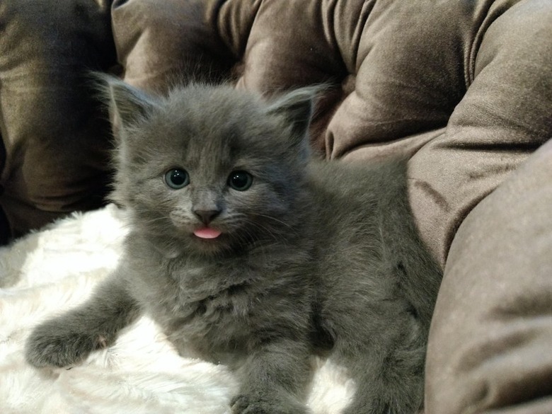 Kitten with their tongue sticking out