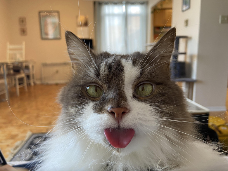 Gray and white cat doing a huge blep.