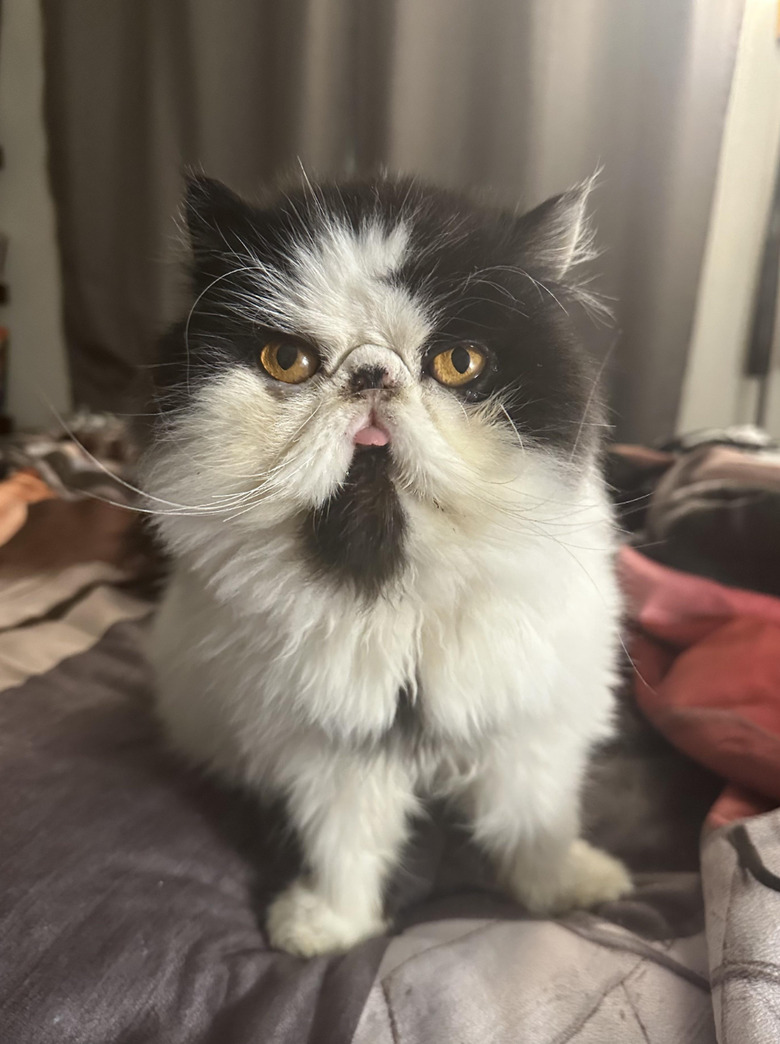 Black and white cat doing a blep.