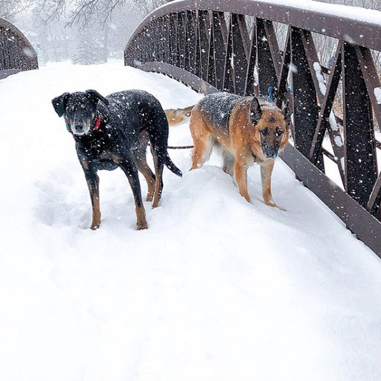 two dogs in snow on a bridge