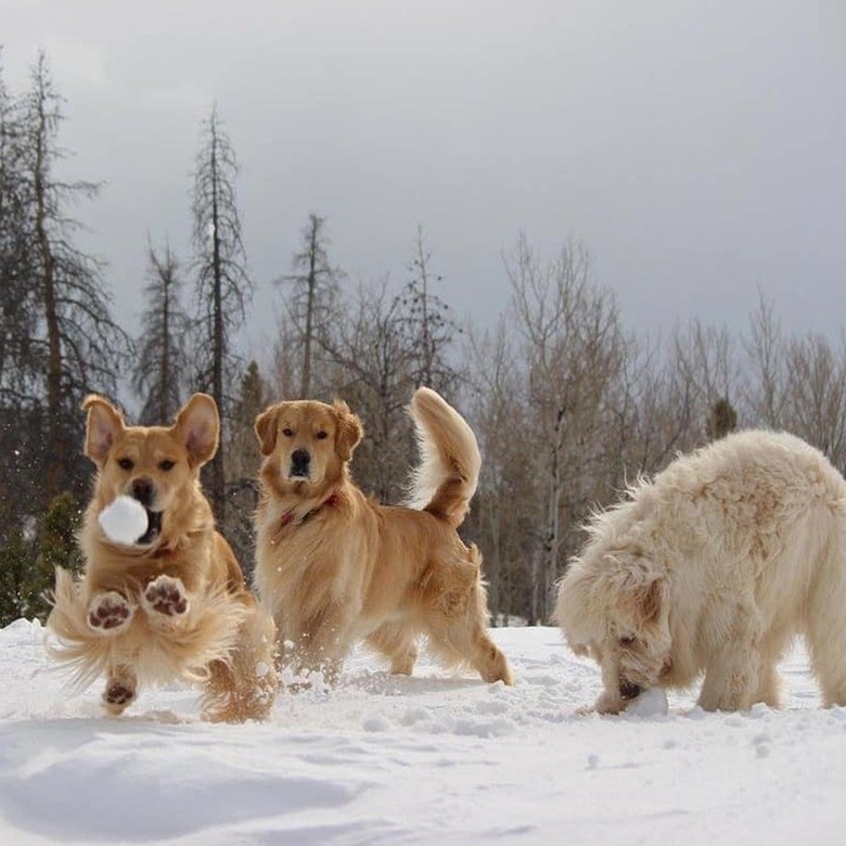 3 dogs playing in show