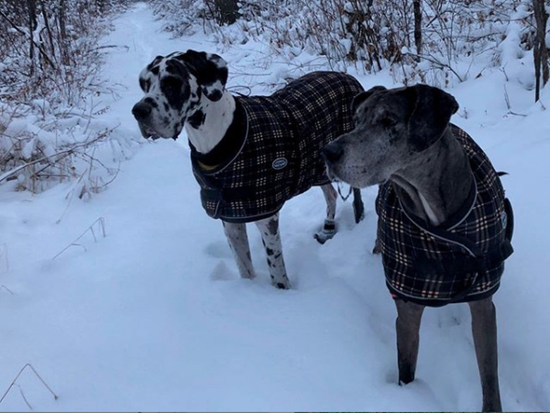 two dogs in sweaters in snow