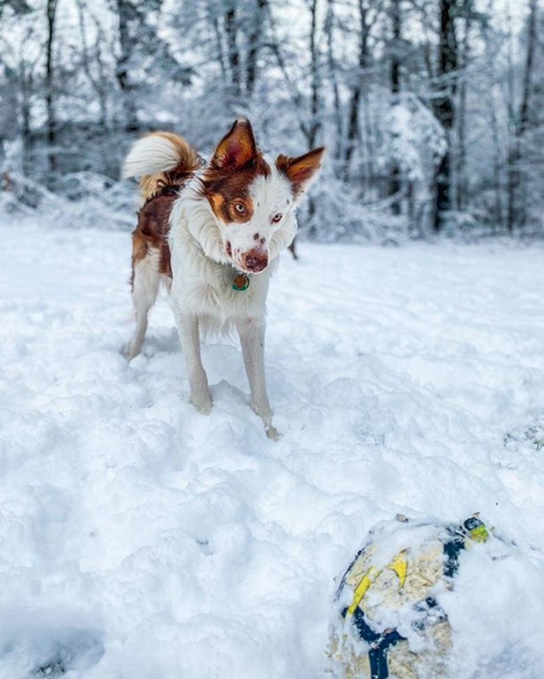 dog playing with a ball in the snow