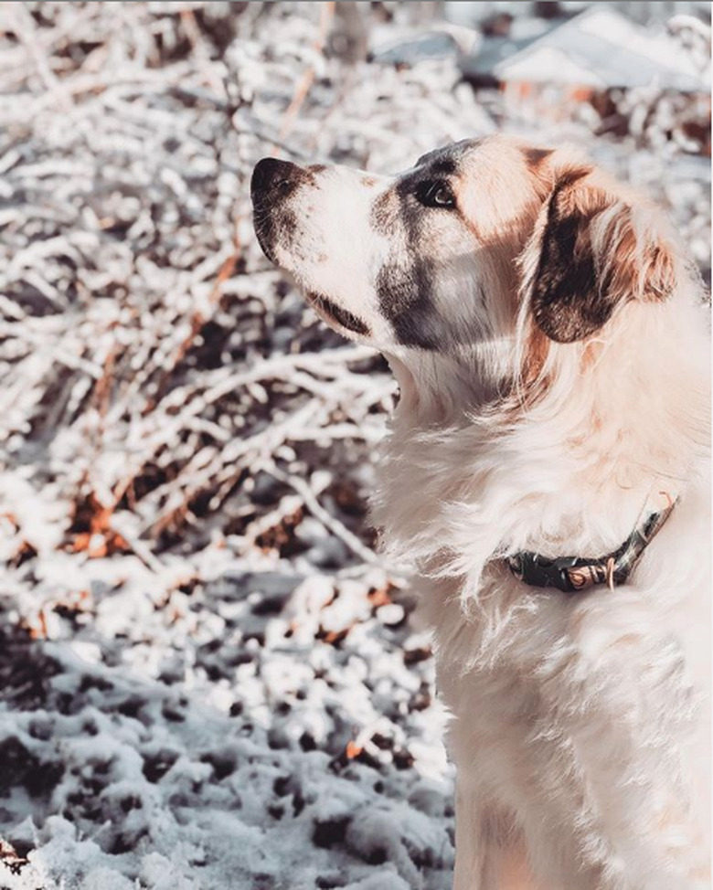 great pyrenees dog against snowy background