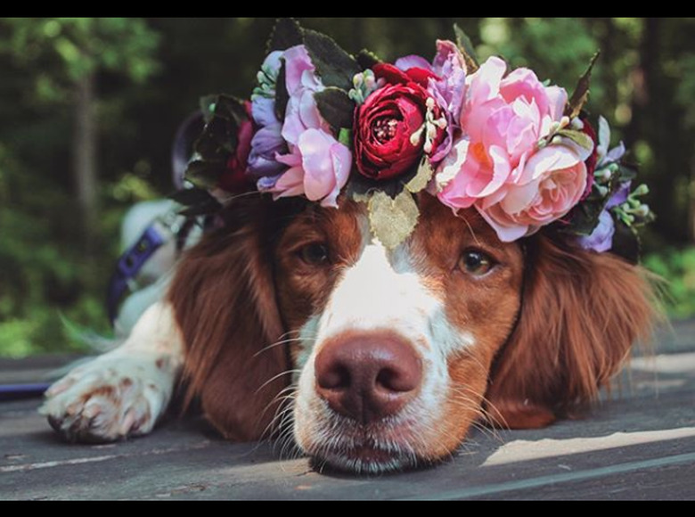 dog wearing peony flower crown.