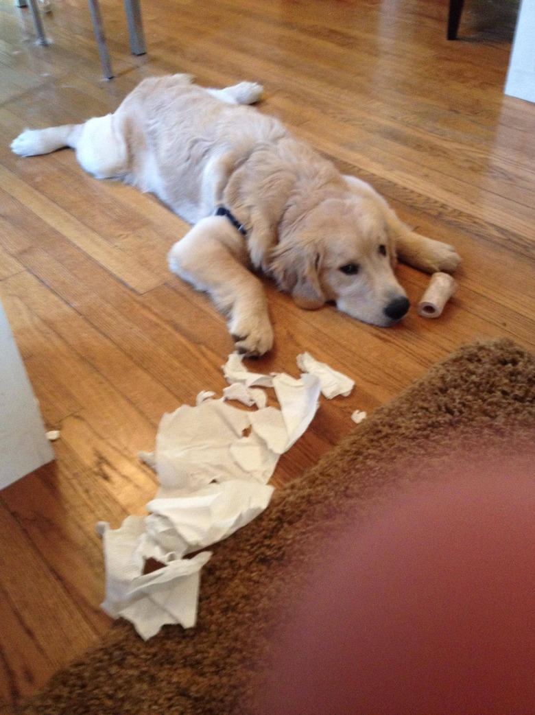 dog tries to pretend they didn't eat toilet paper