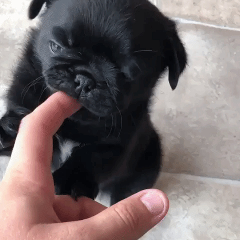 pug nibbling on person's finger