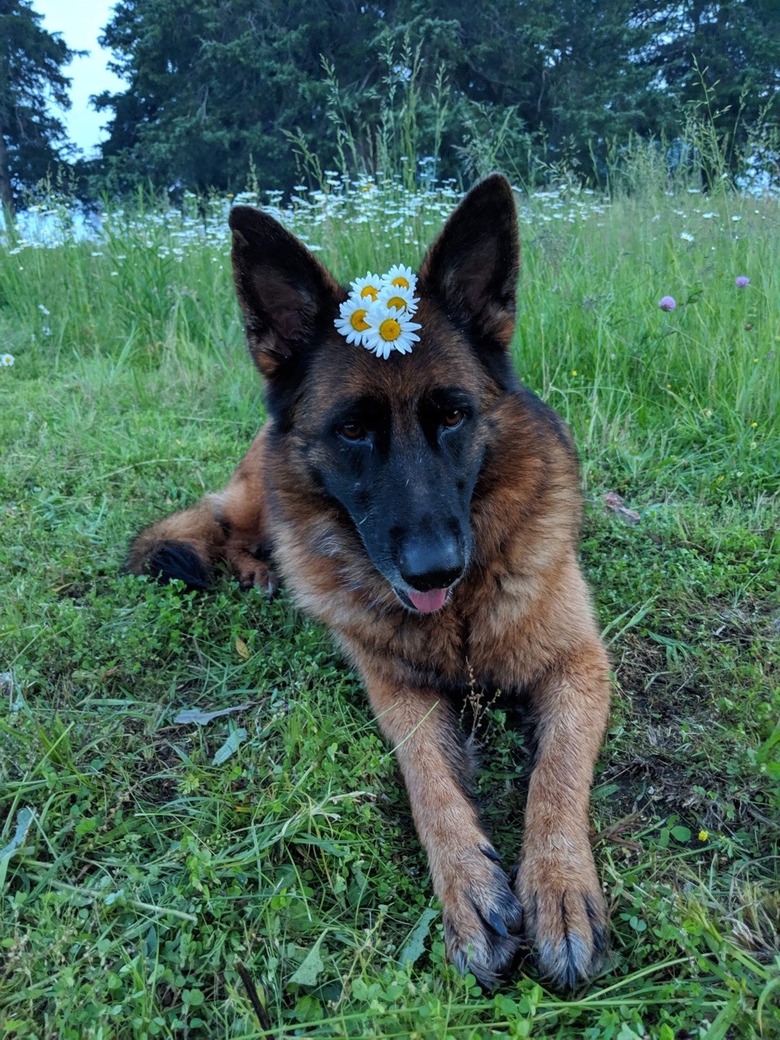 Dog in a field with daisies on their head.