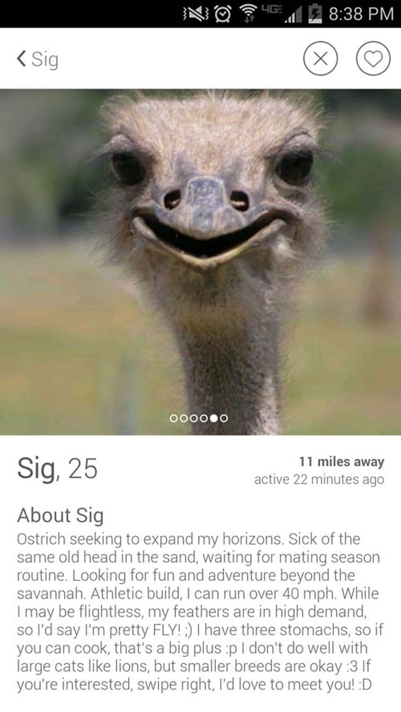 Tinder bio developed around emu puns