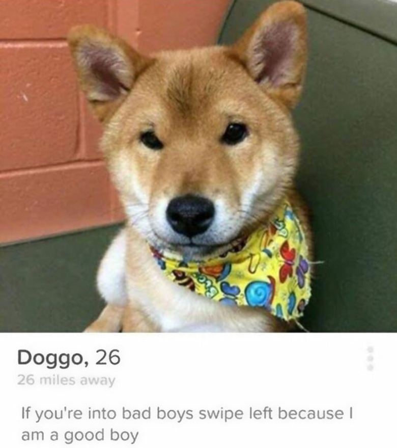 Handsome Shibe wearing bandana in Tinder profile