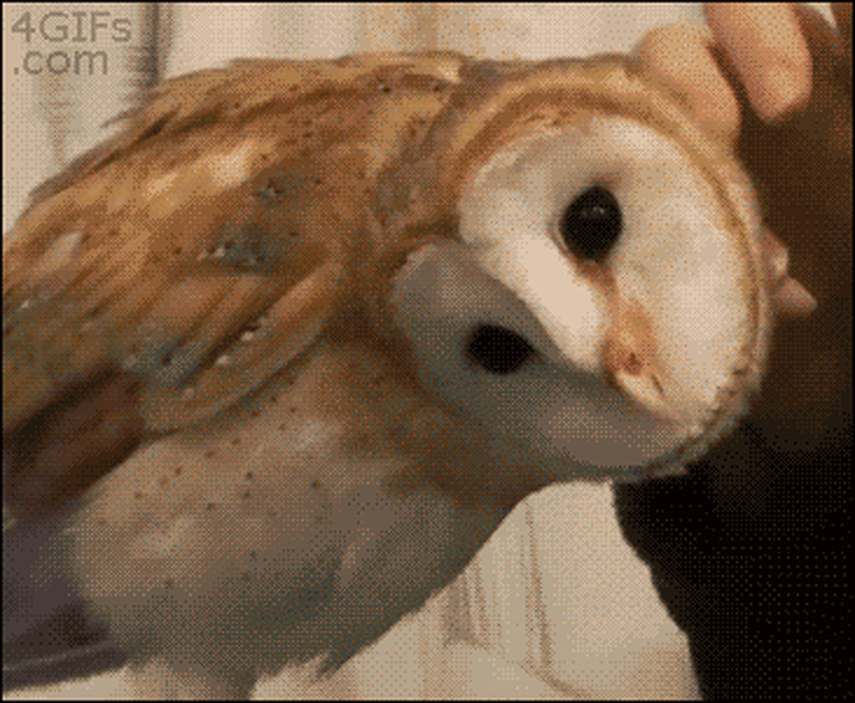 funny GIF of owl turning head around