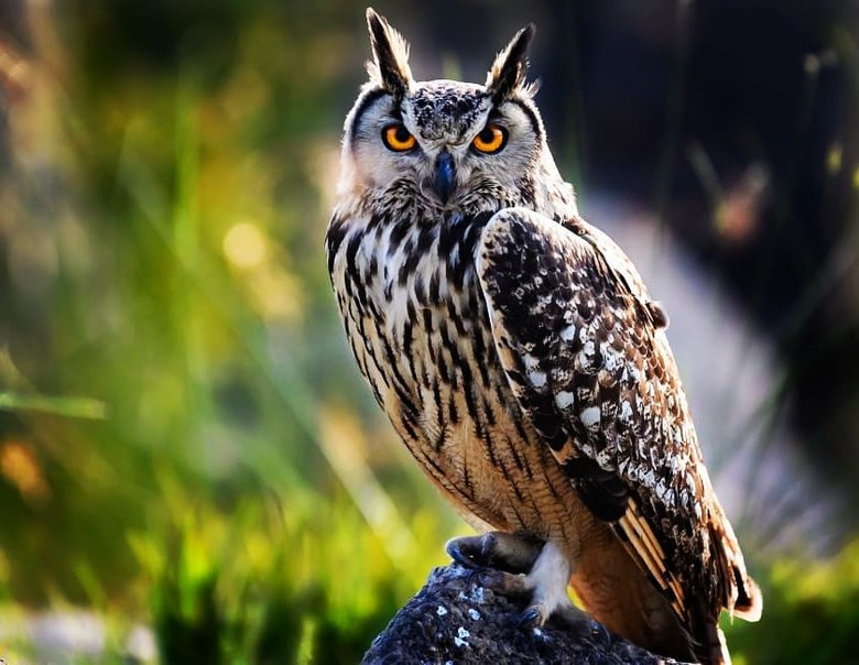 Just 19 of the cutest owls to ever owl