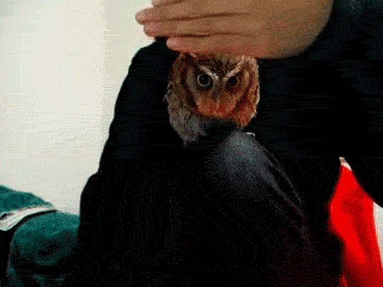 owl and man play peek-a-boo