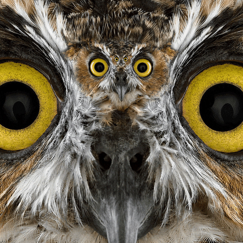 recursive flappy owl GIF